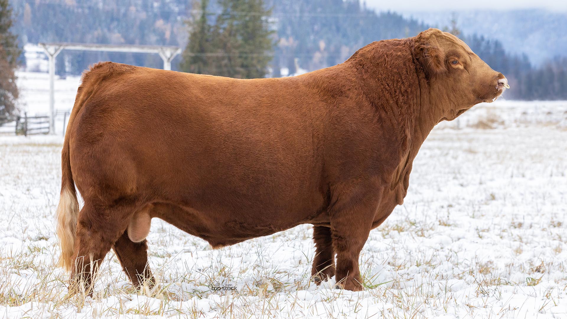 Mader Walk The Line - Elite Simmental Sire